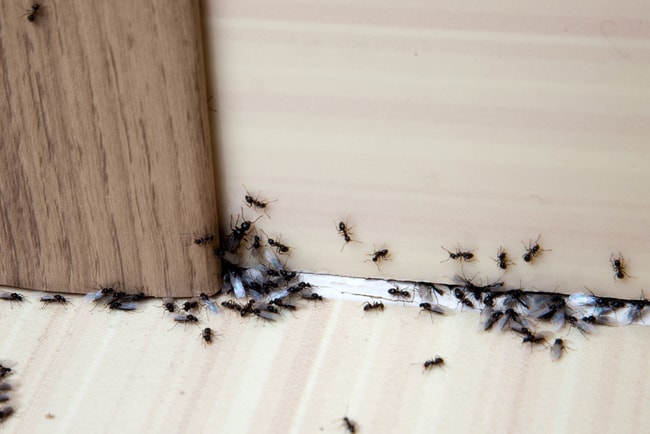 en svärm myror kryper längs med dörrkarm i lägenhet